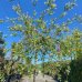 Vŕba japonská (Salix integra) ´HAKURO NISHIKI´ - výška 180-220 cm, kont. C18L - NA KMIENKU